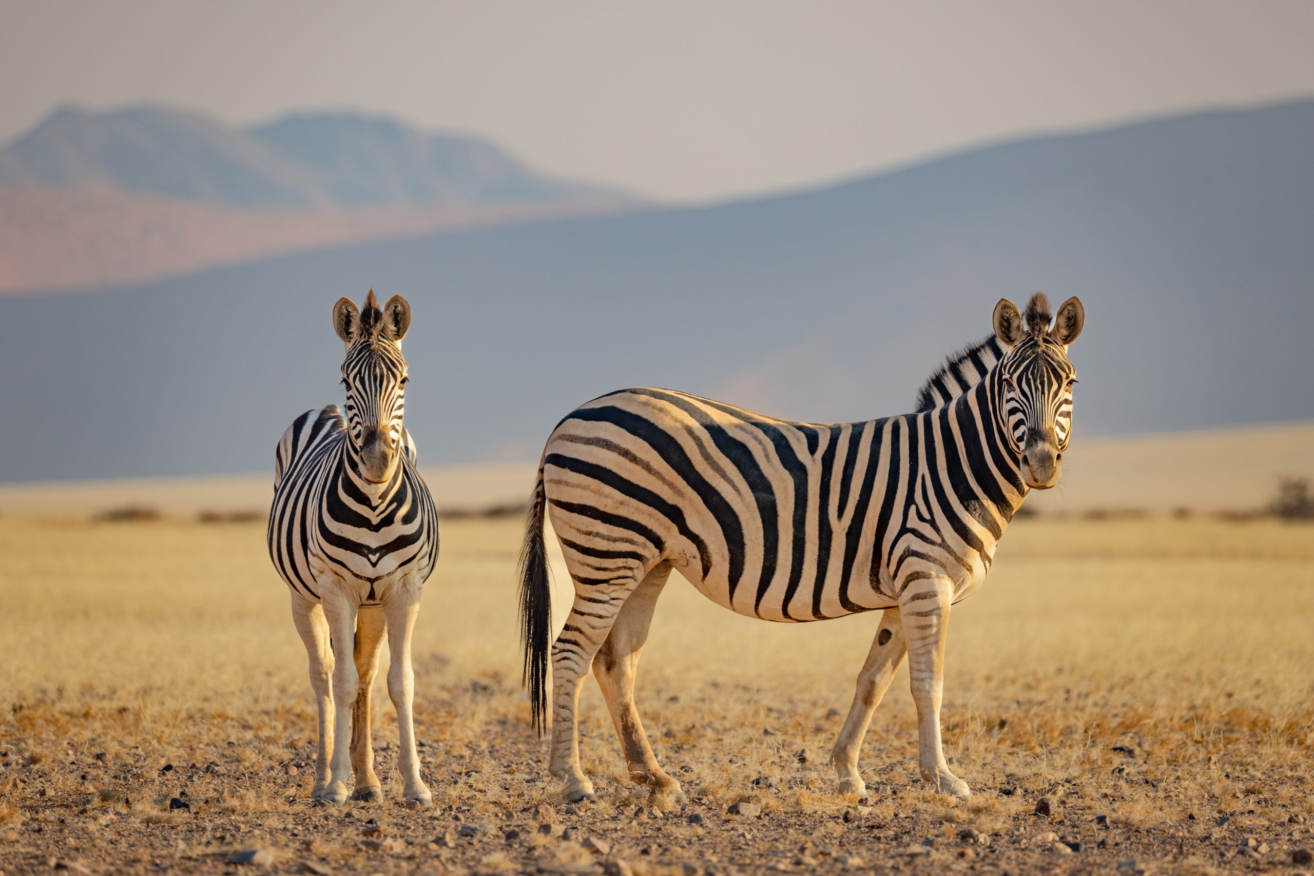 Burchell Zebra, Kulala Wilderness Reserve, Namibia
