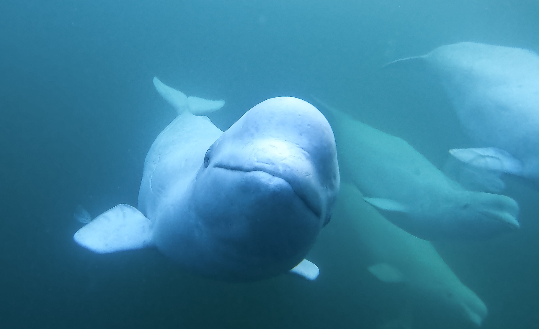 Beluga Whales, Churchill, Manitoba, Canada