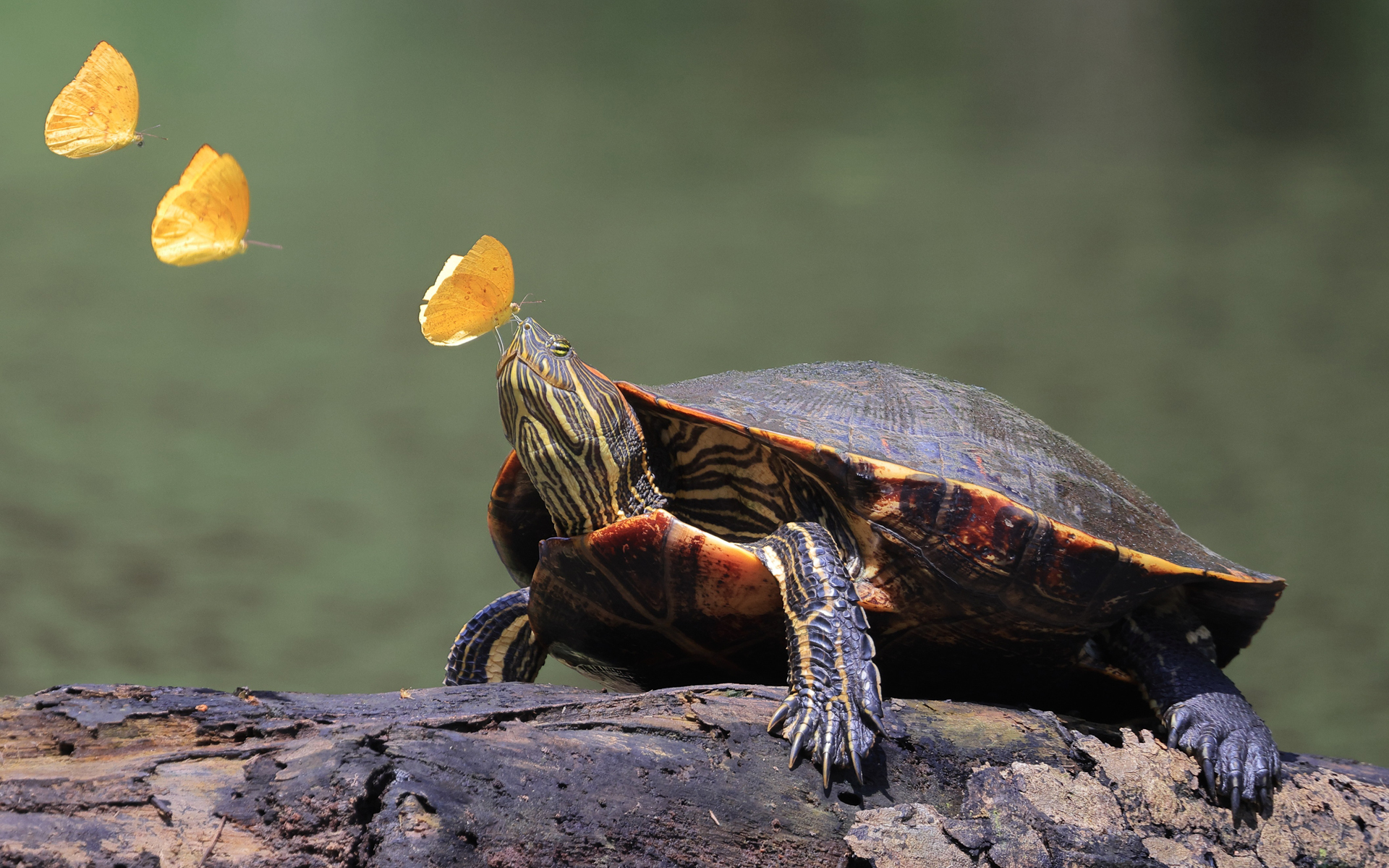 Red-eared Slider, Tortuguero National Park, Costa Rica