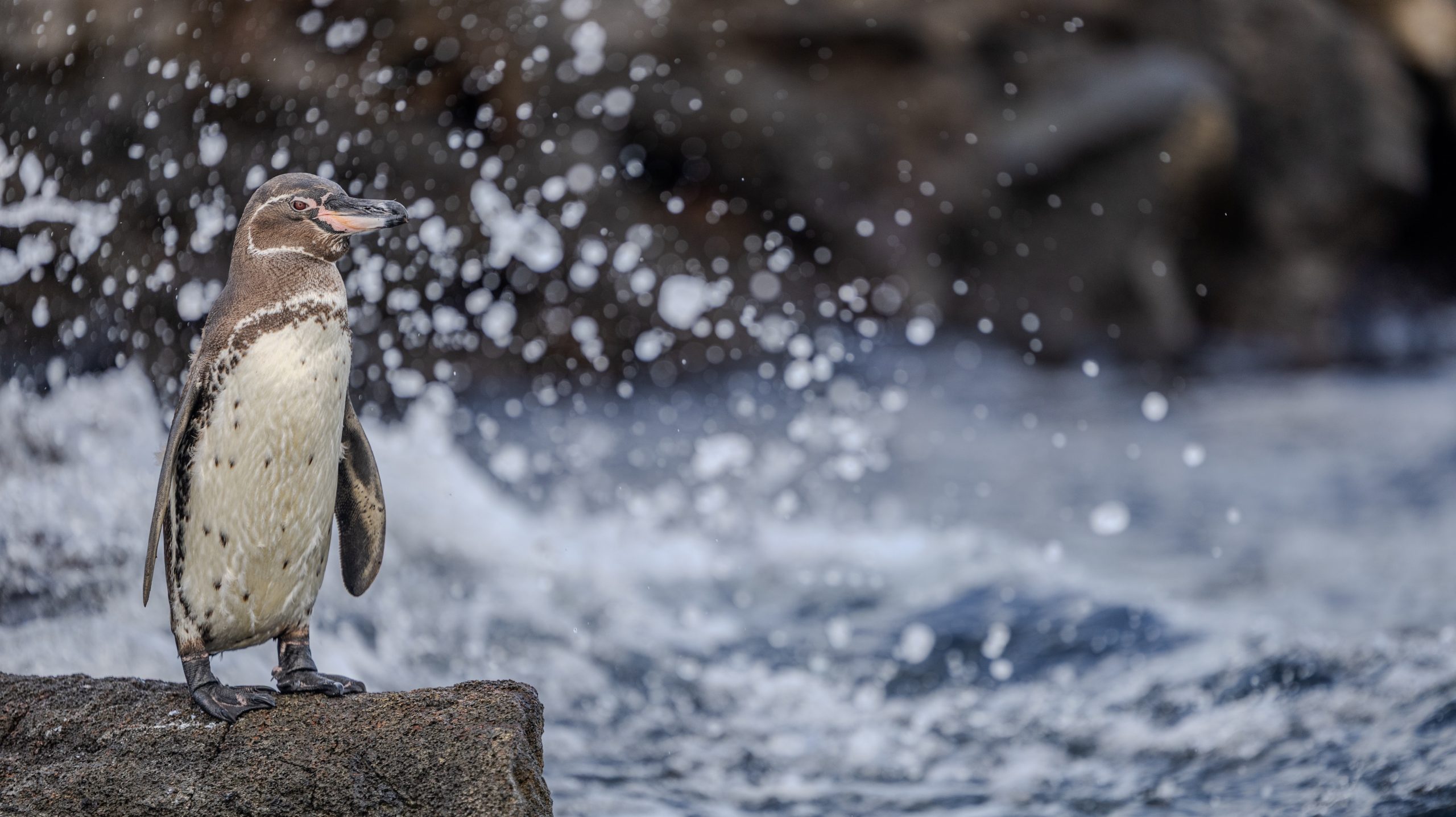 Galapagos Penguin, Galapagos Islands
