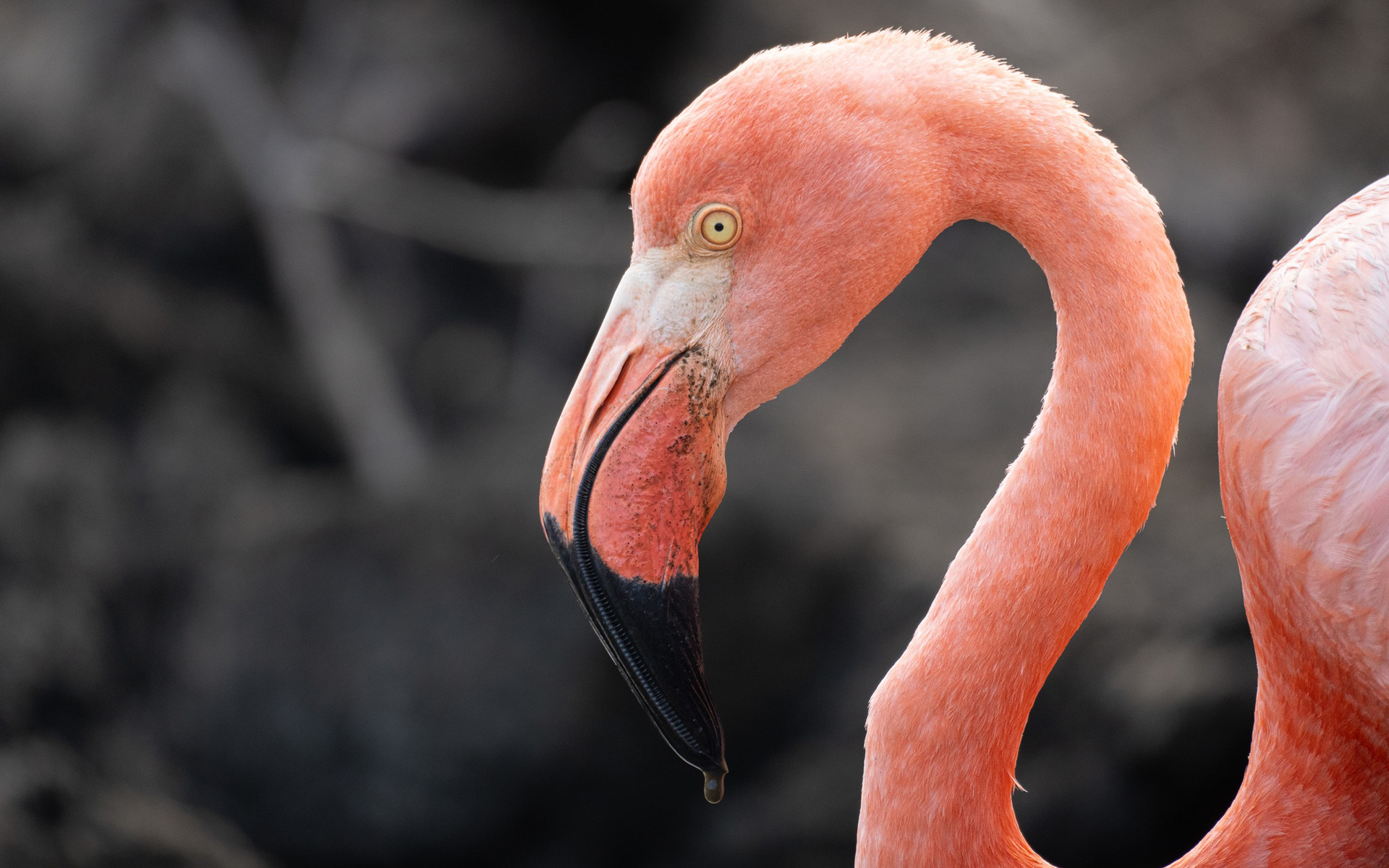 Flamingo, Santa Cruz Island, Galapagos Islands, Ecuador