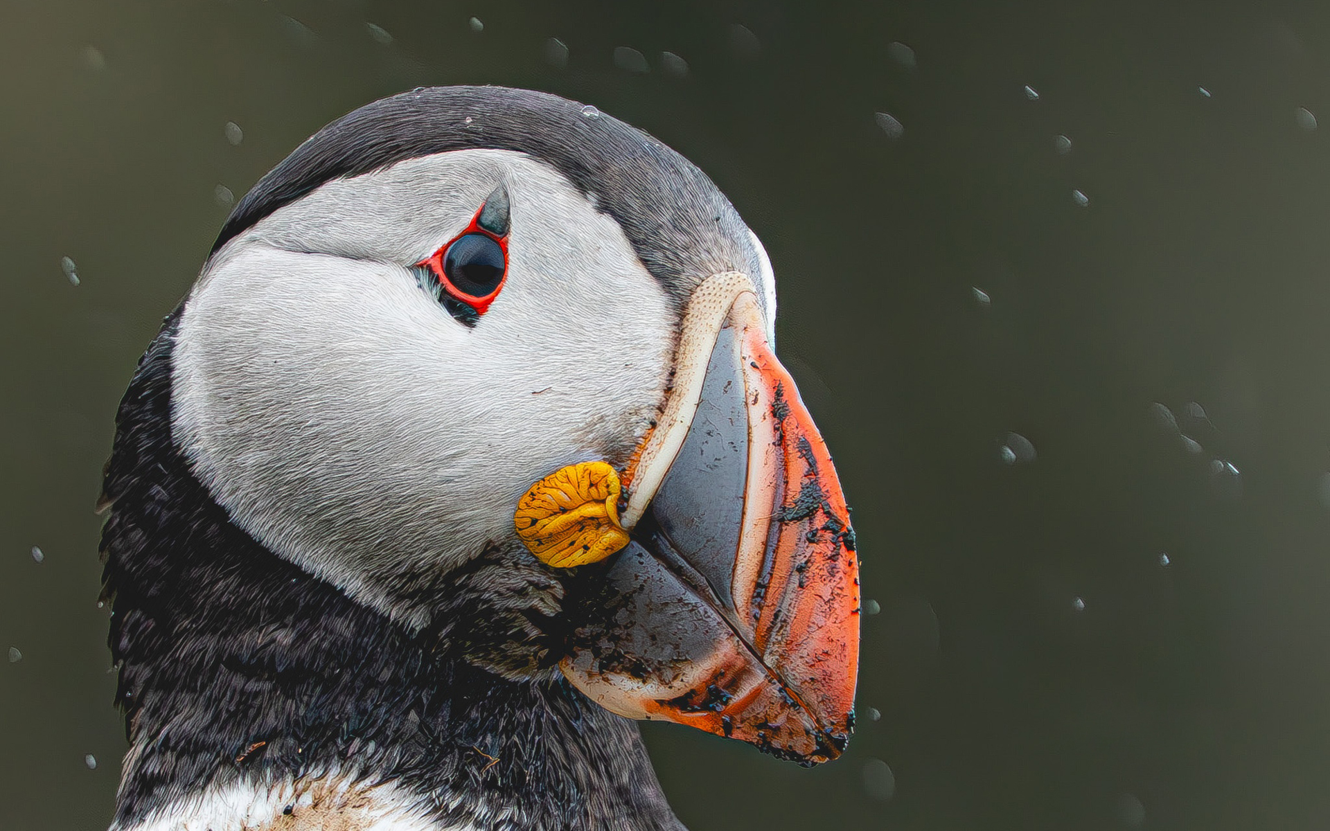 Puffin, Iceland