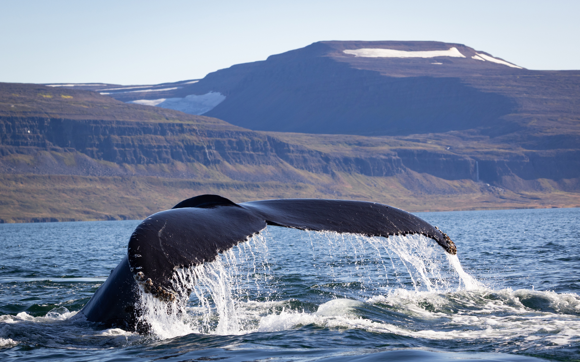 Humpback Whale, Westfjords, Iceland