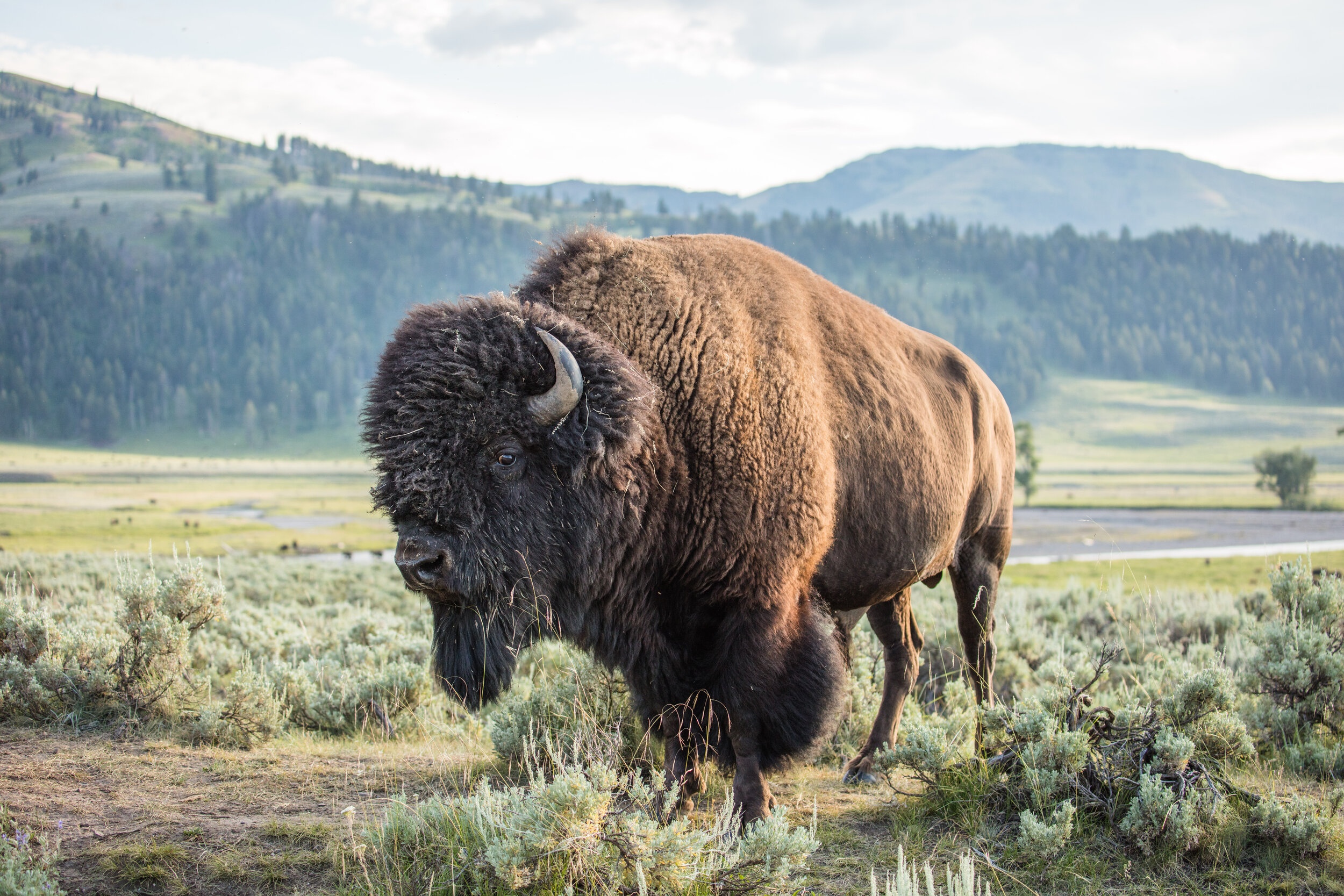 Bison, Yellowstone