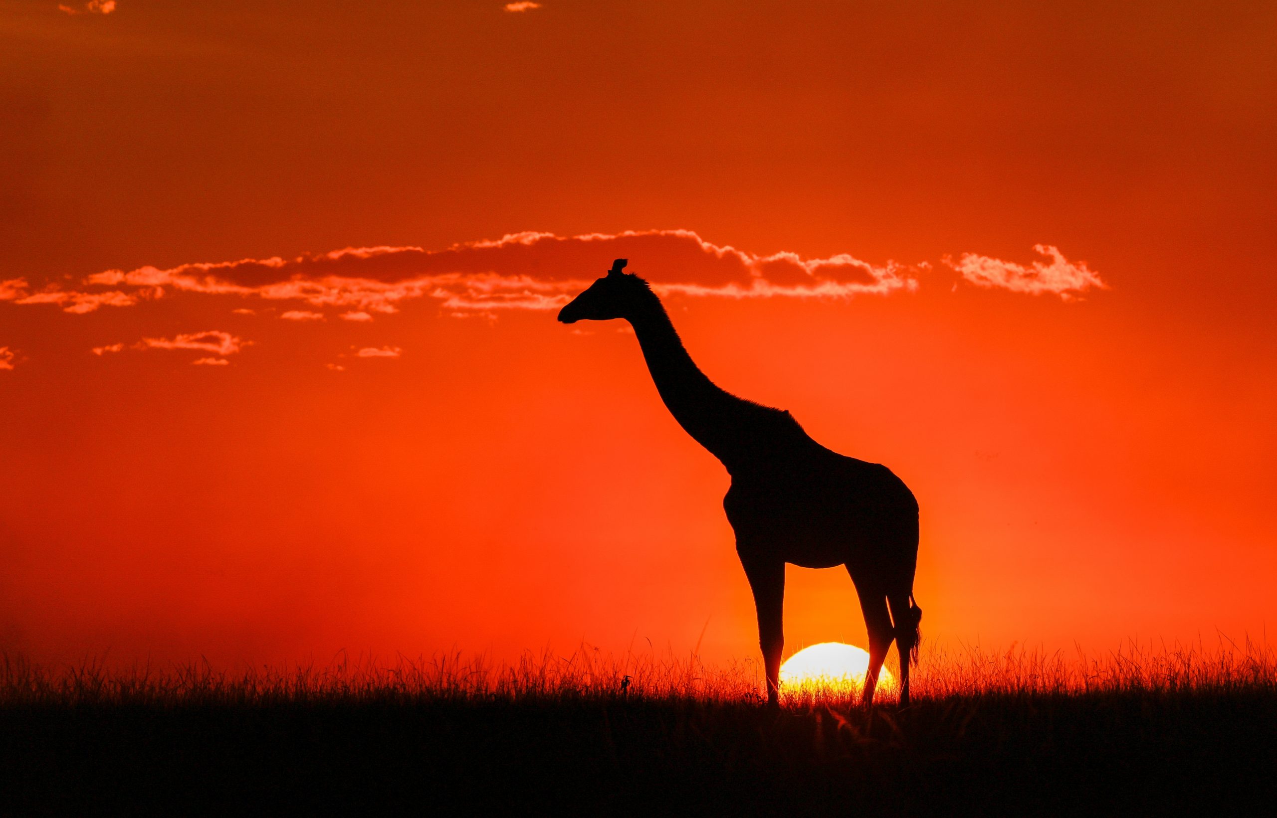 Giraffe, Serengeti National Park, Tanzania