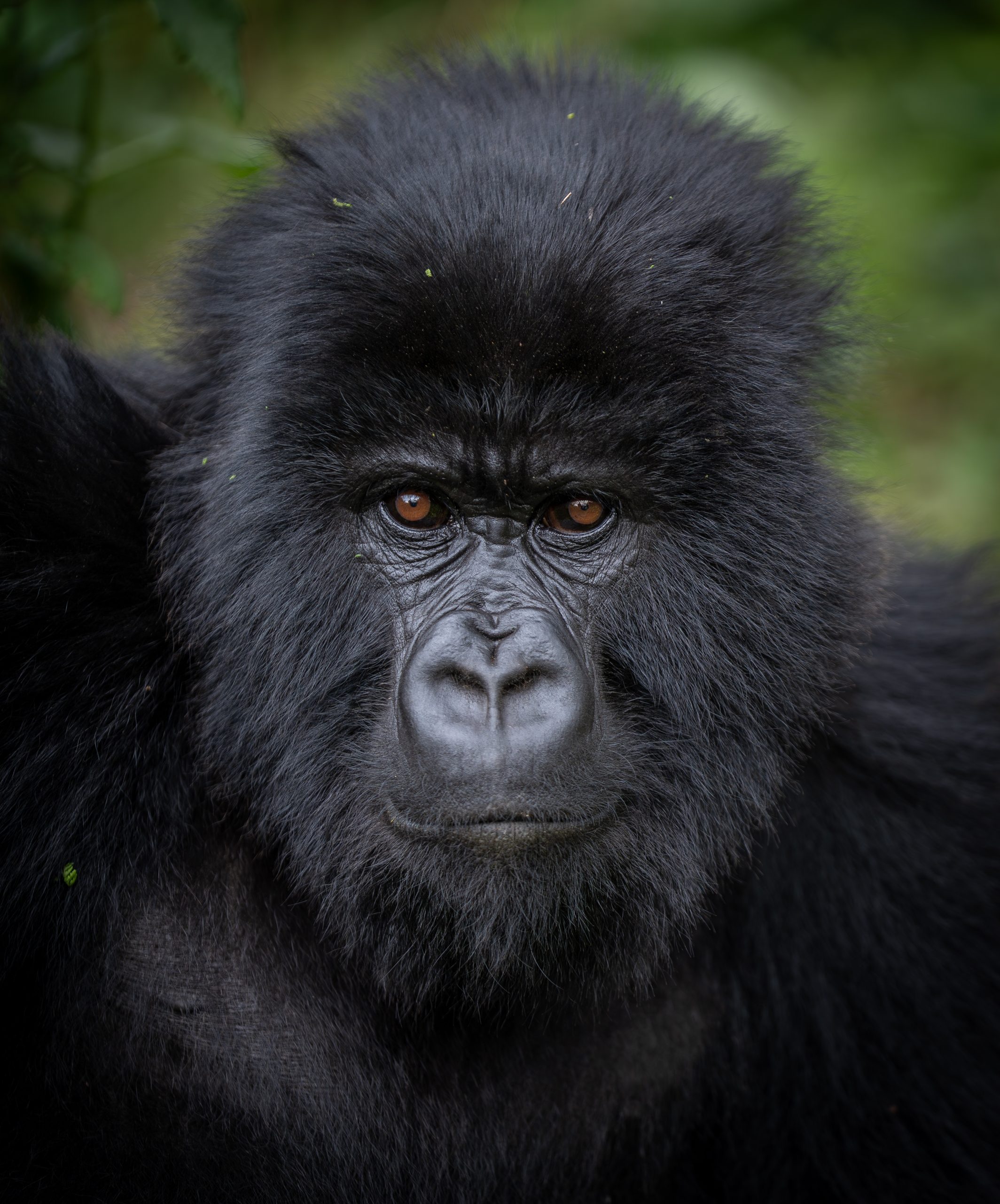 Gorilla, Bwindi Impenetrable Forest, Uganda, Volcanoes national Park in Rwanda. This little guy is the the Pablo family which was one of the original families studied by Dian Fossey