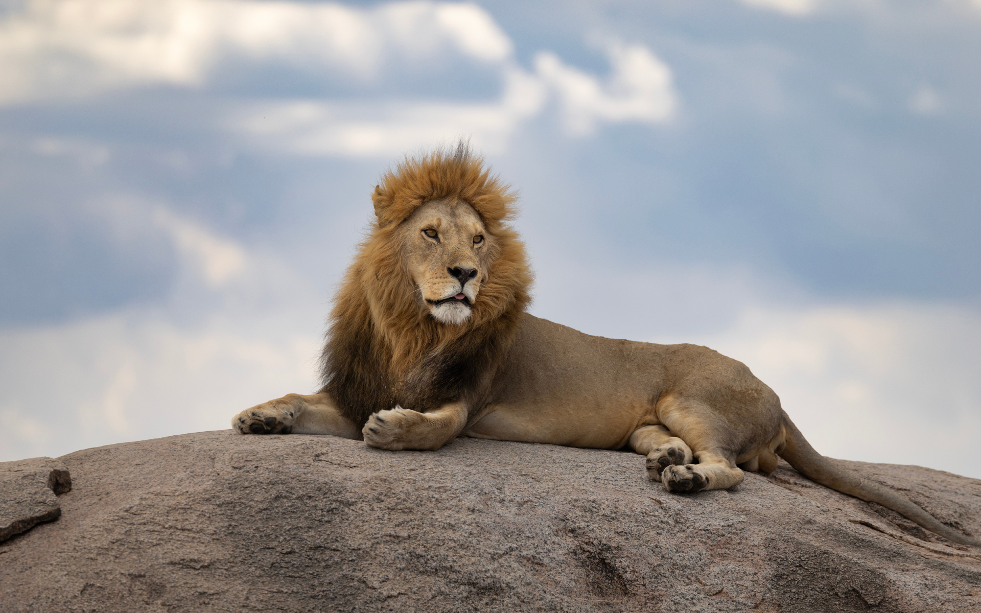 Lion, Tanzania, Ngorongoro Crater