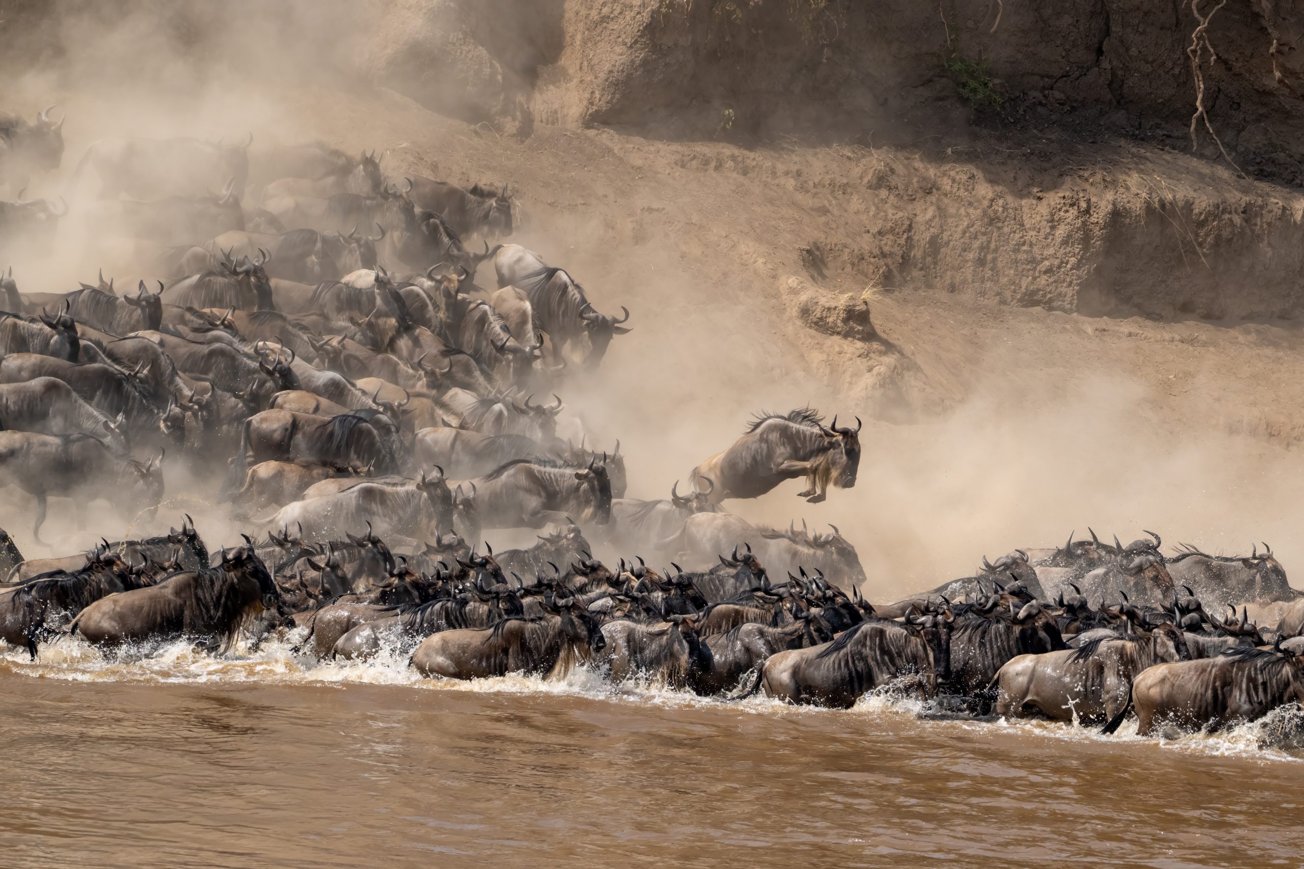 Wildebeest, Maasai Mara River, Tanzania