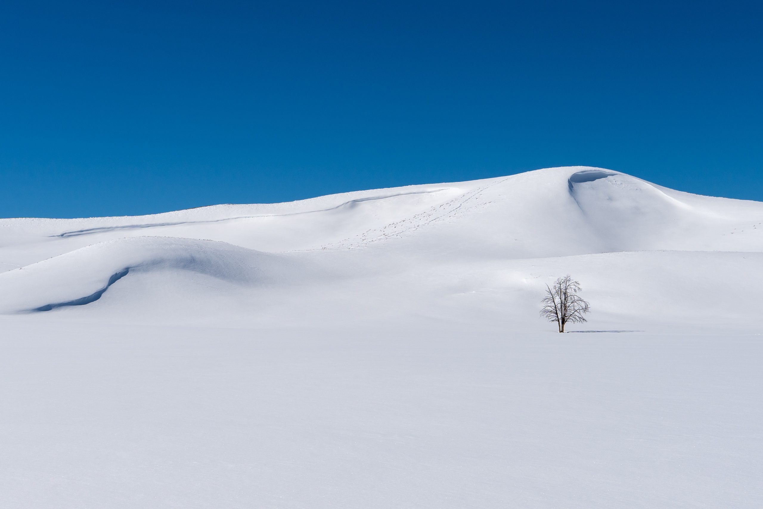 Hayden Valley Landscape, Yellowstone National Park, Wyoming