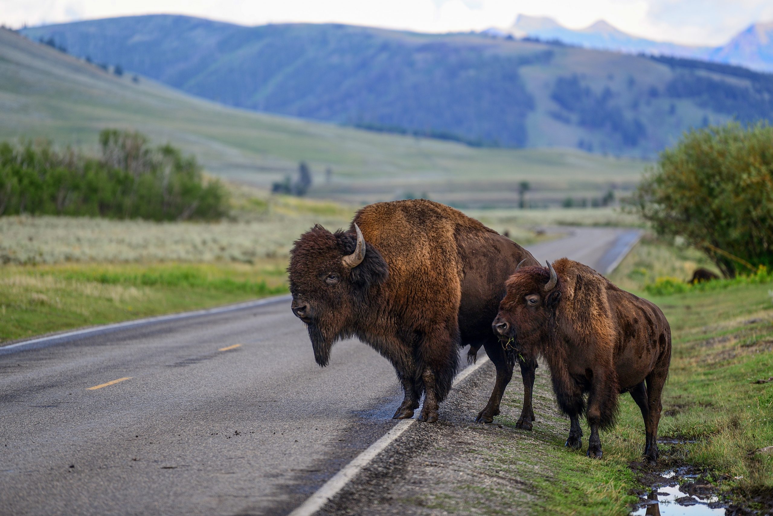 Bison crossing the road