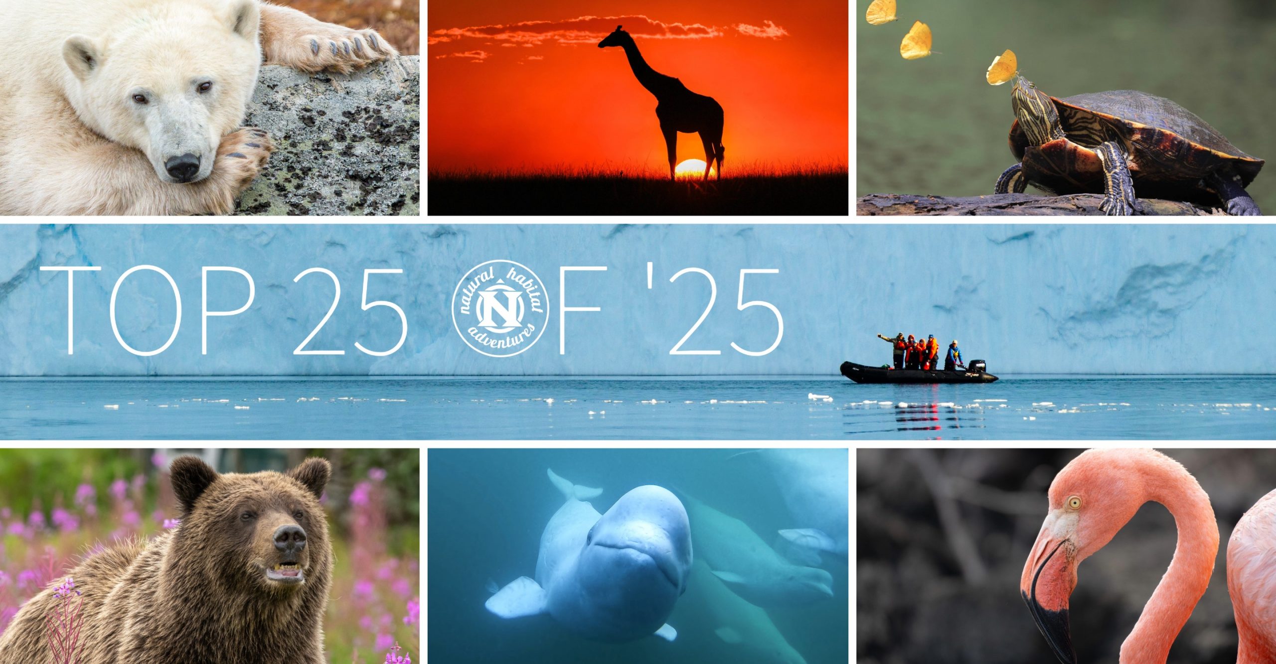 Collage of wildlife photos