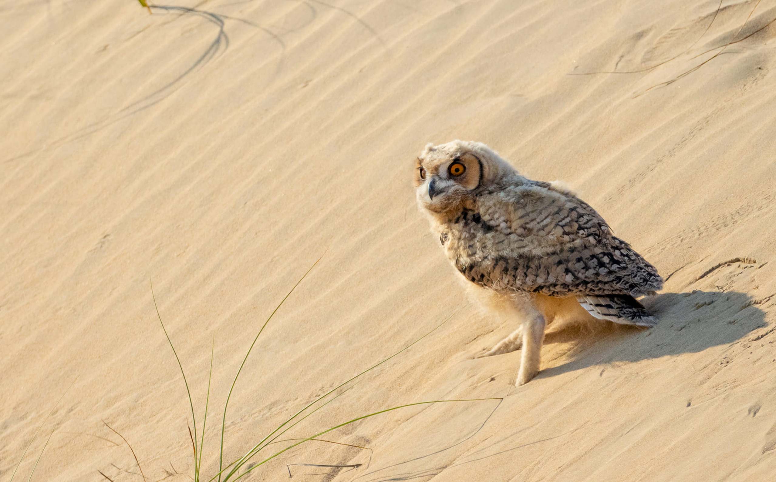 Pharaoh eagle owl in Moroccan Western Sahara