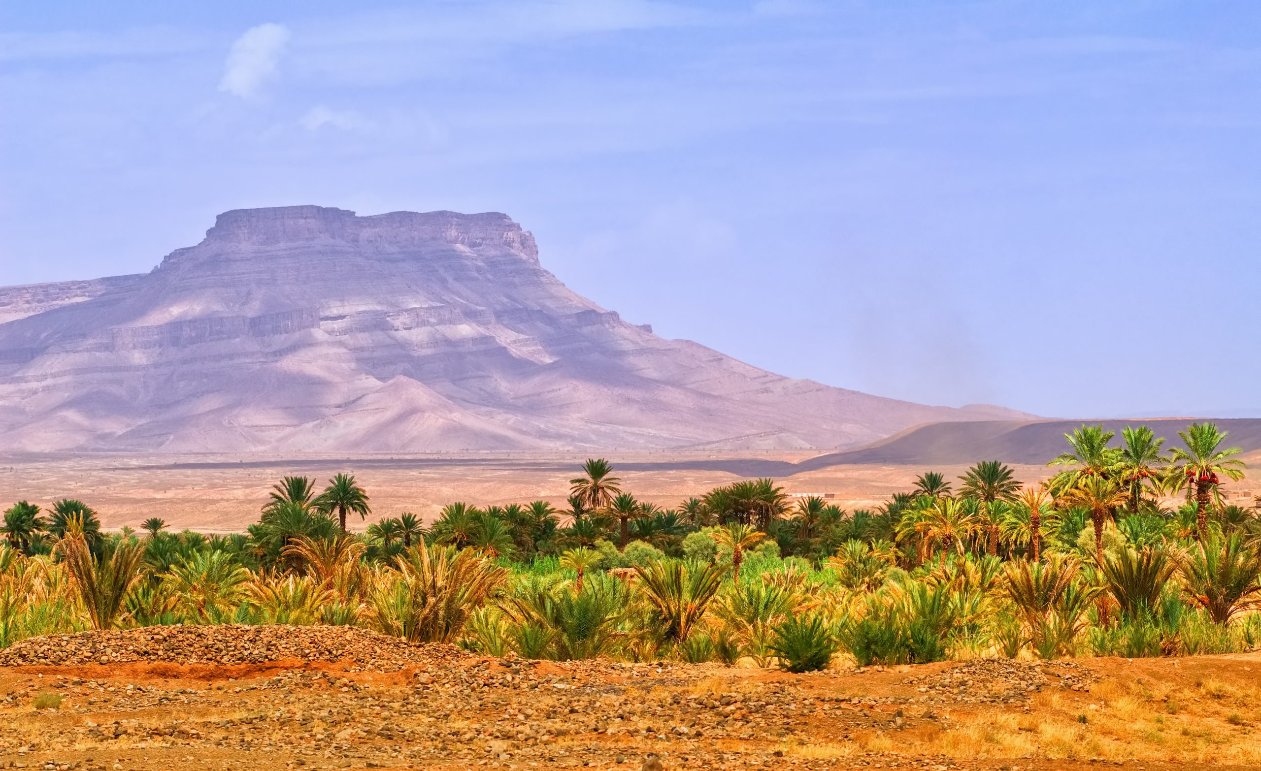Table mountain and date palms landscape in oasis in Draa Valley, Morocco