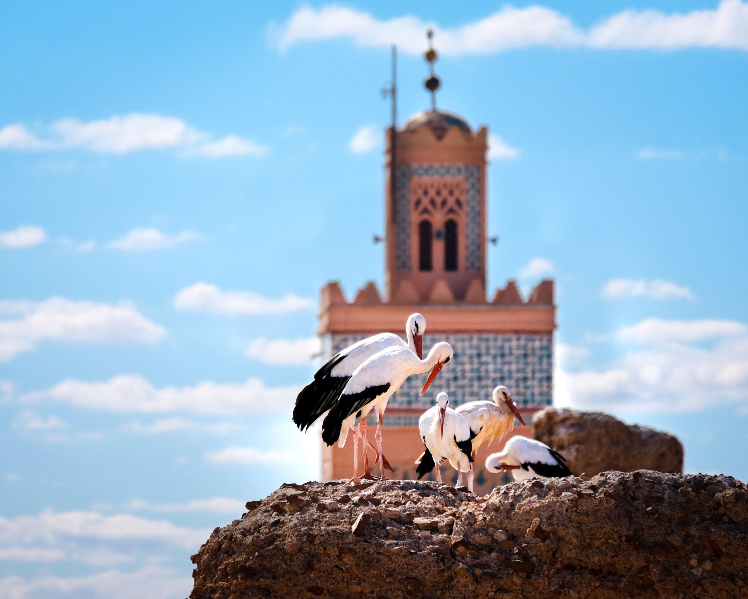 Storks against blue sky and mosque in Marrakech, Morocco