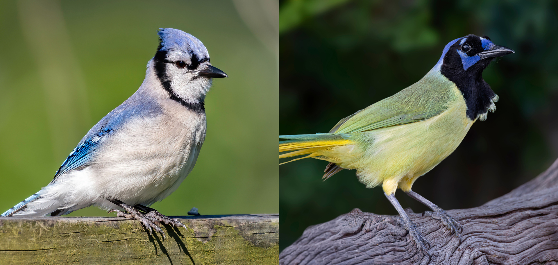 AdobeStock (Created by Candice Gaukel Andrews)