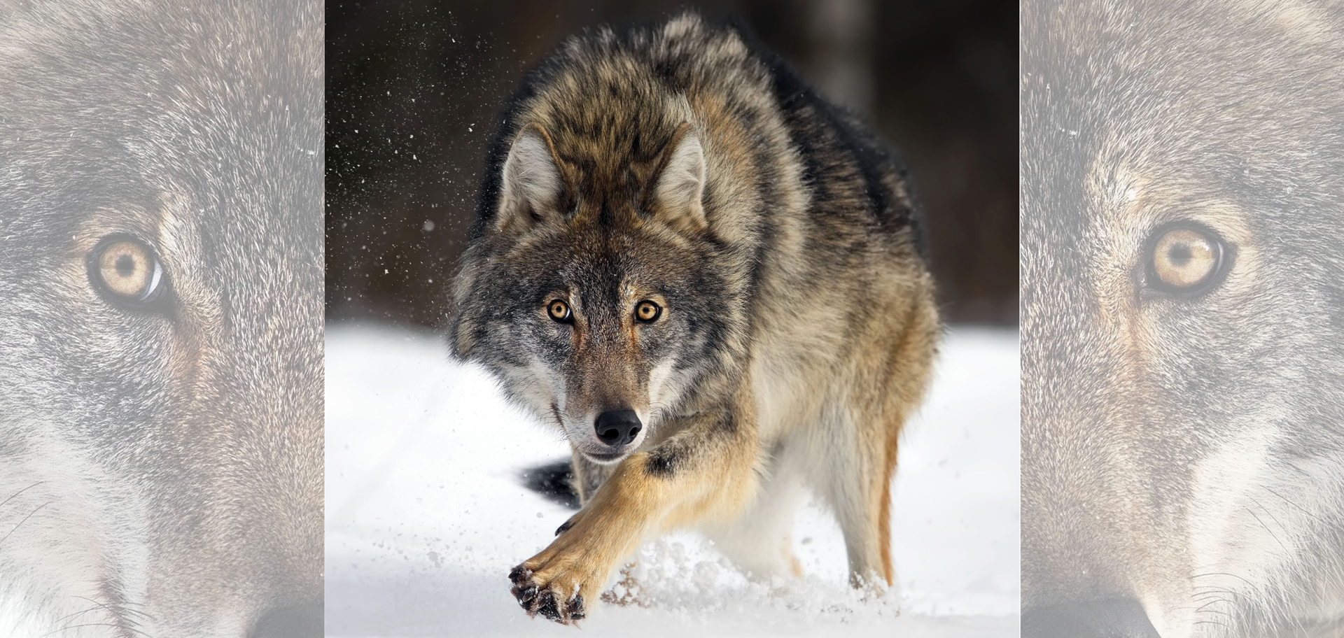 AdobeStock (Created by Candice Gaukel Andrews)