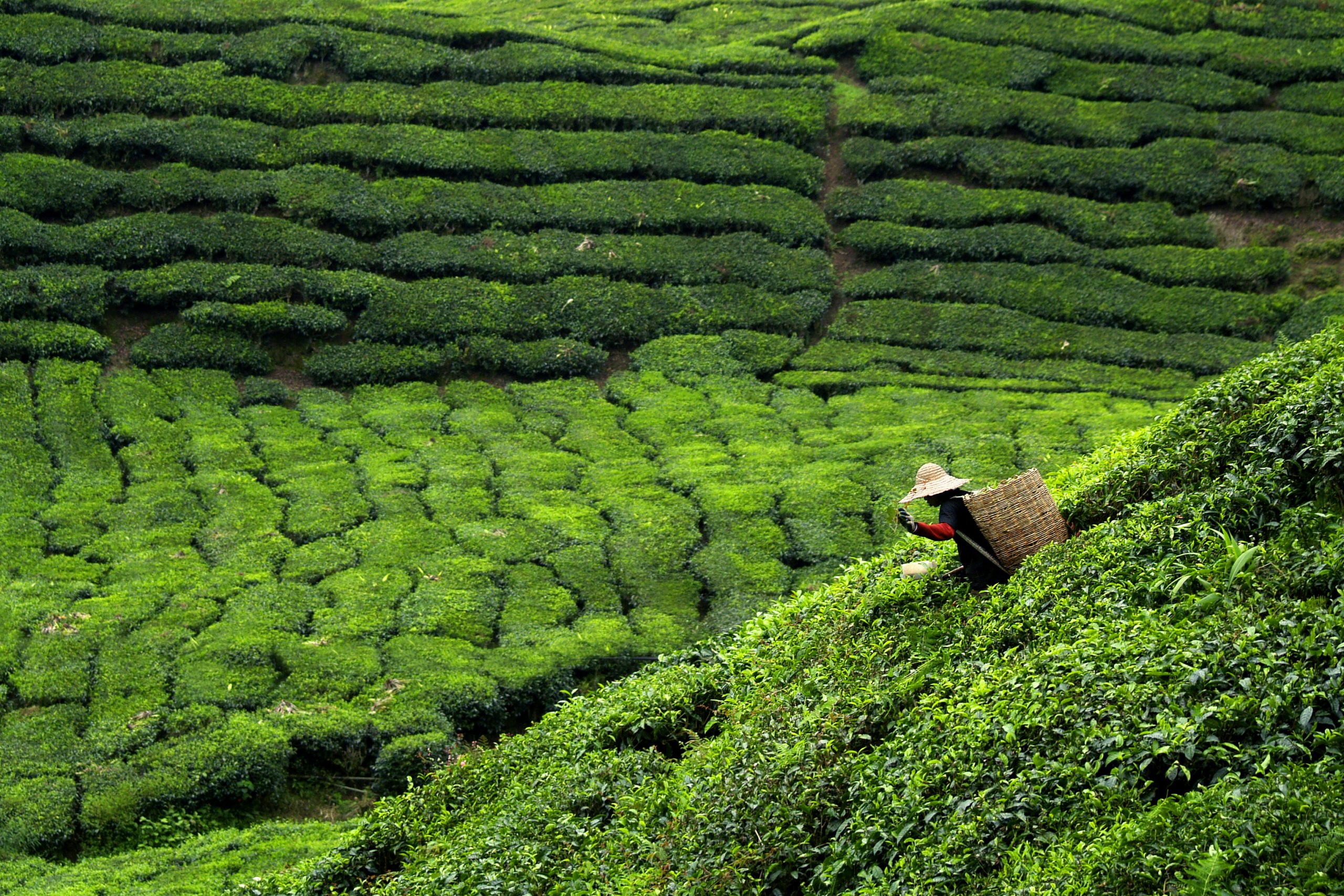 Worker picking tea leaves in tea plantation
