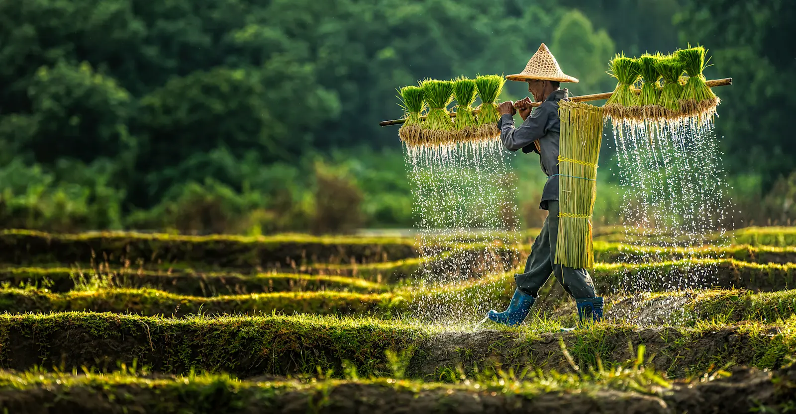 rice fields in Vietnam