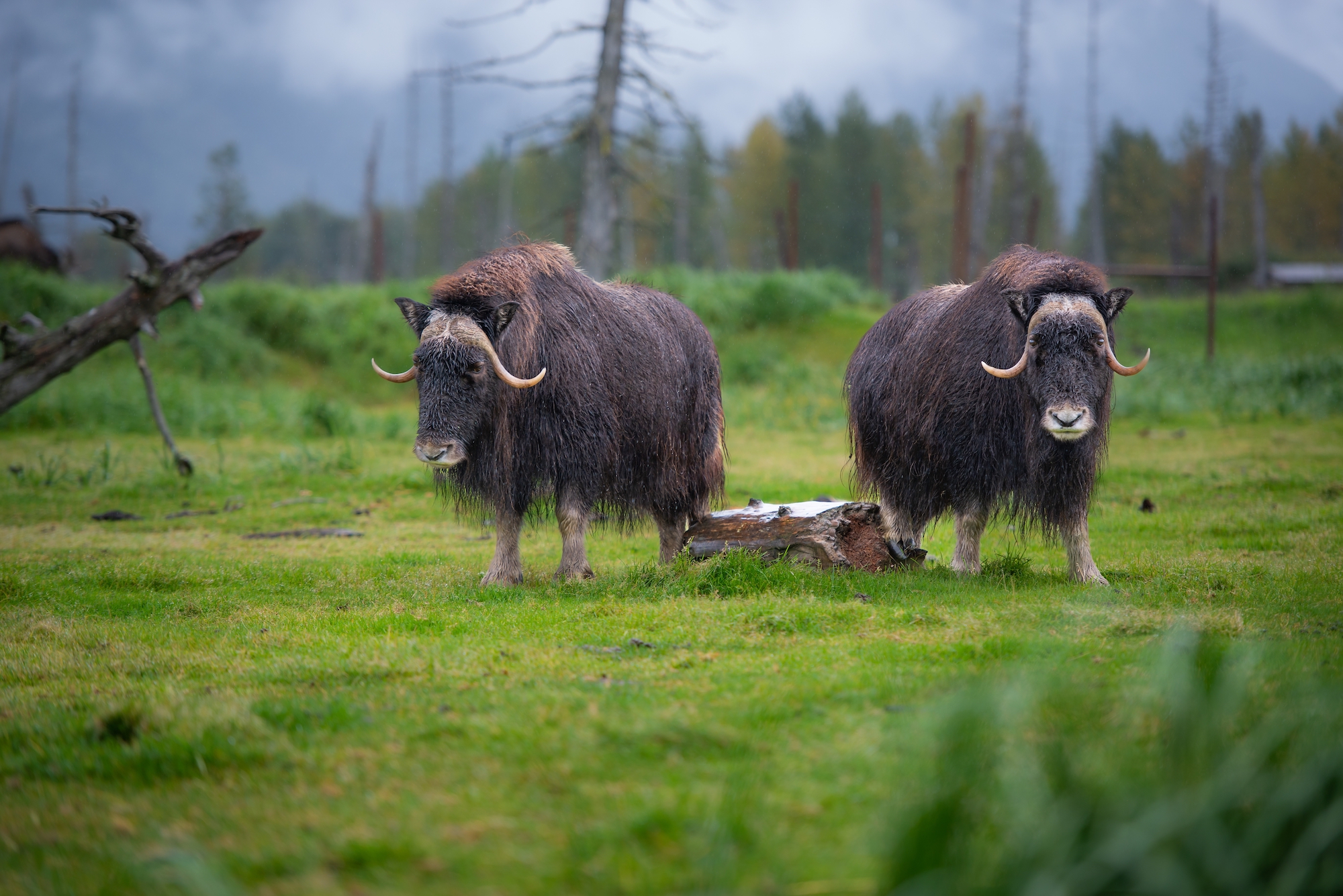 Muskoxen in Alaska