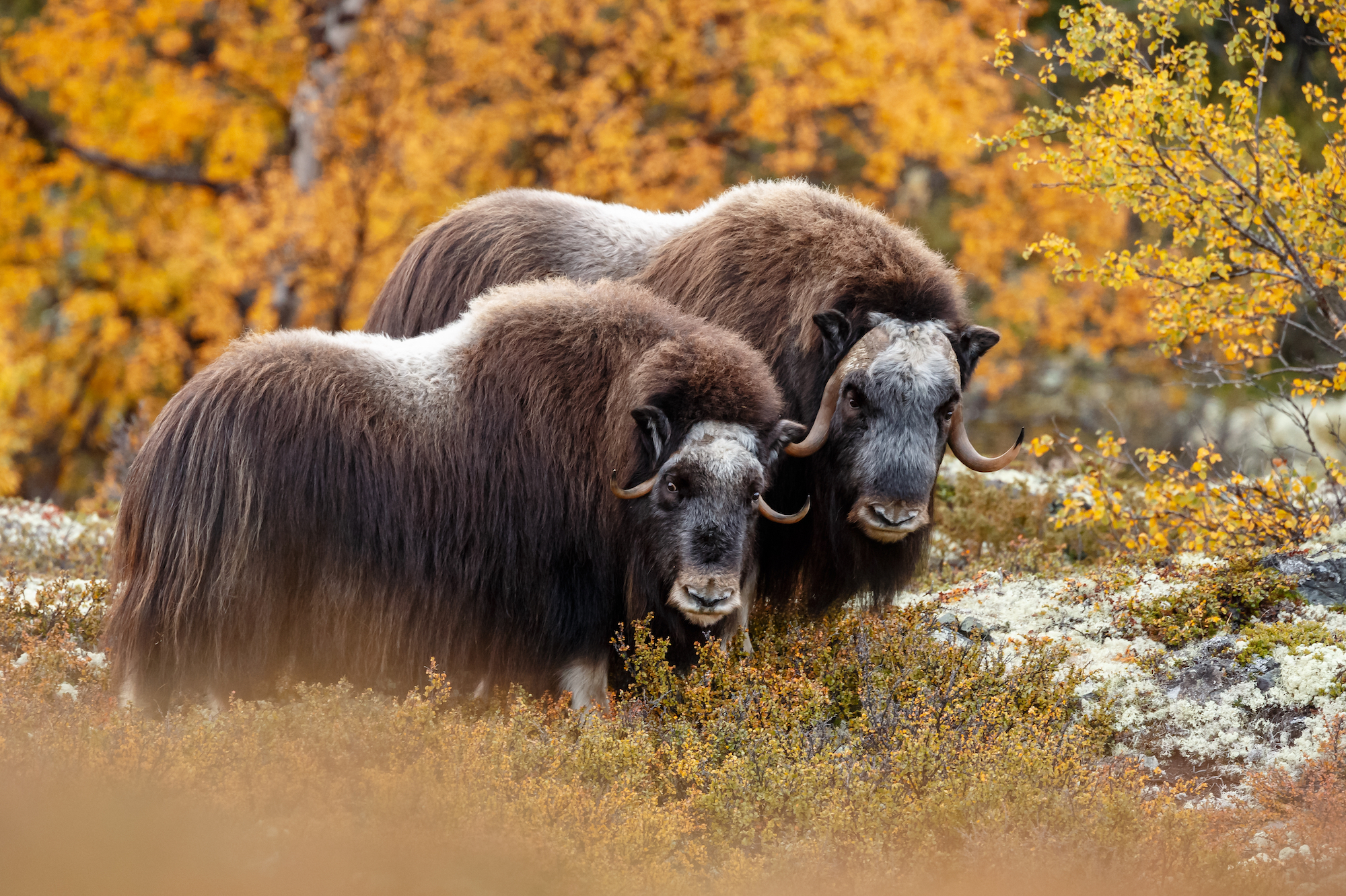 Nature’s Cold Weather Superstars: Yaks and Muskox