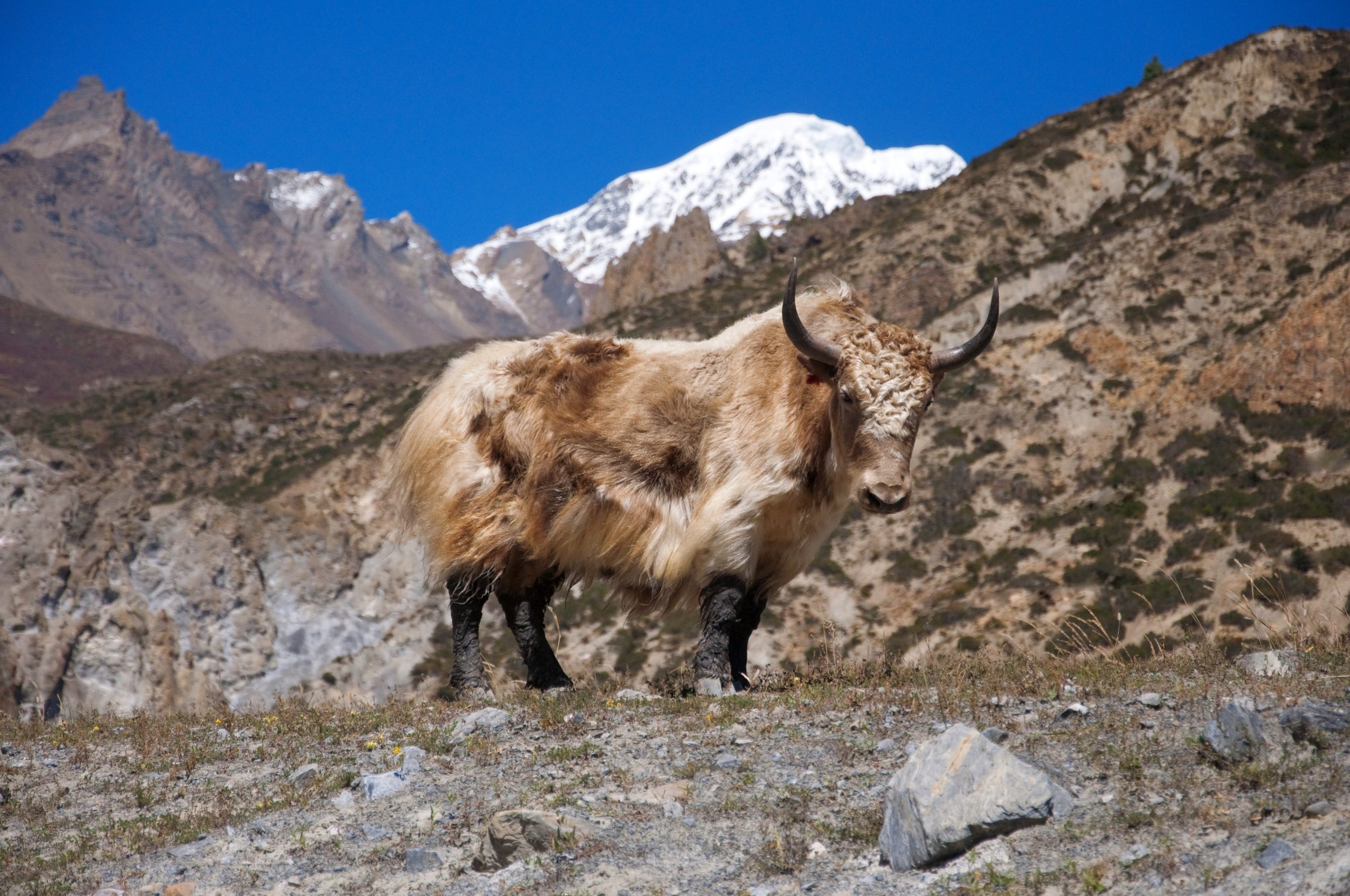 Nepalese long-haired yak