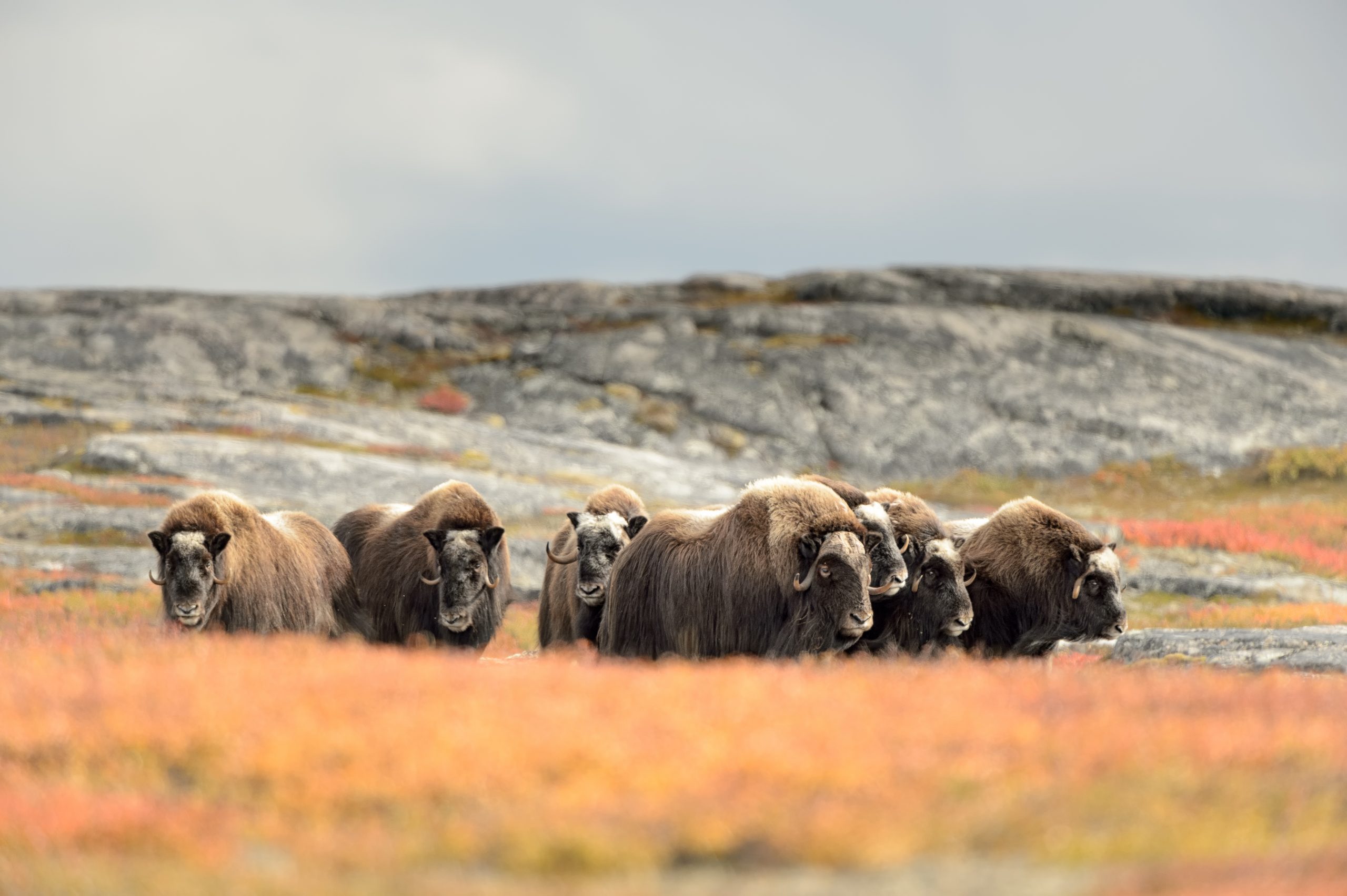 A herd of muskox