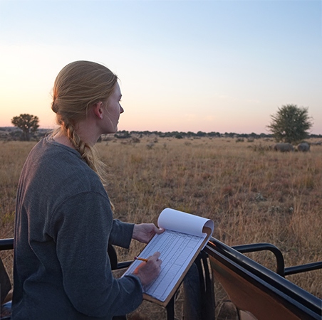 Ashley standing in an open safari vehicle at sunset, holding a clipboard and pencil while observing the grassy landscape and distant wildlife. (C) Ashley Junger