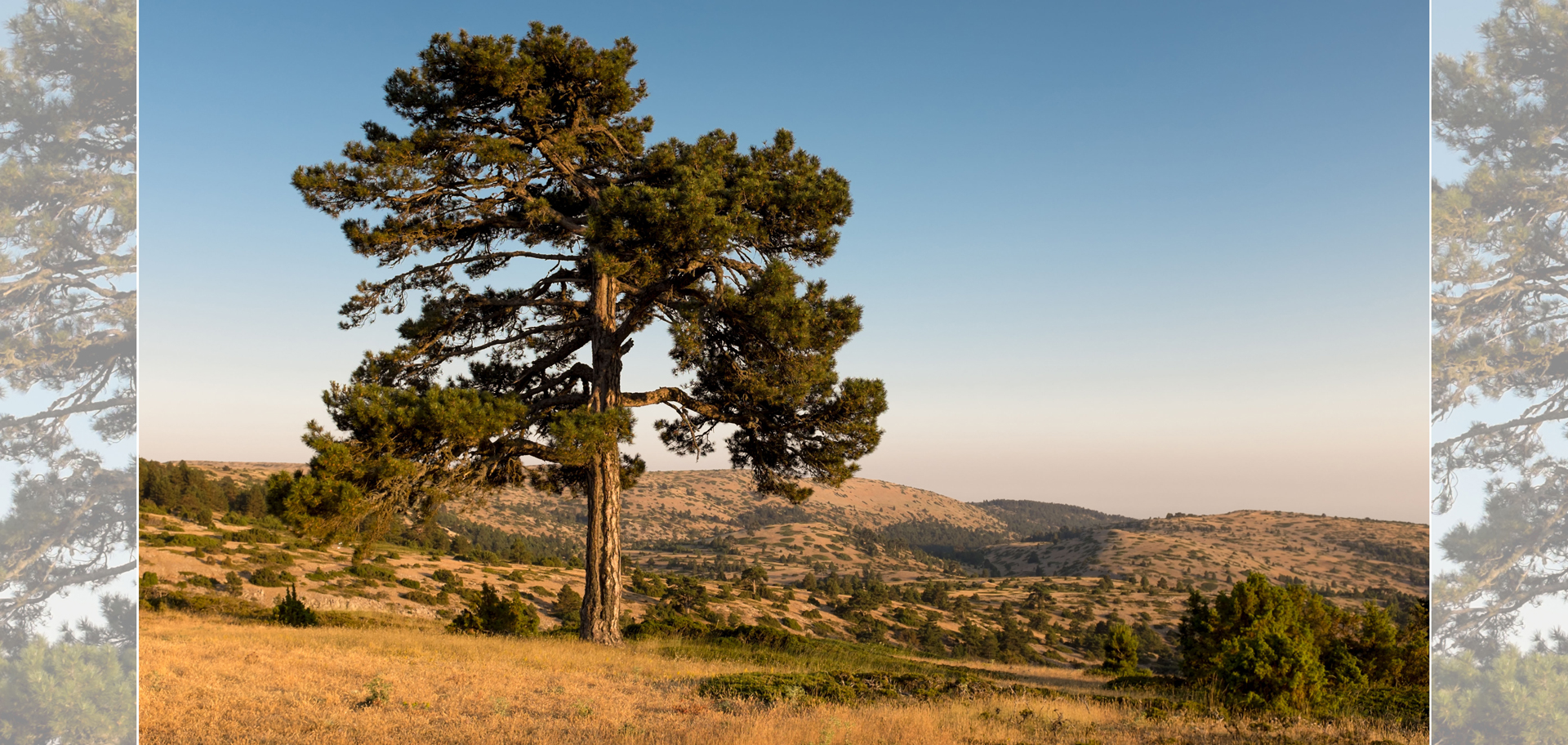 AdobeStock (Created by Candice Gaukel Andrews)