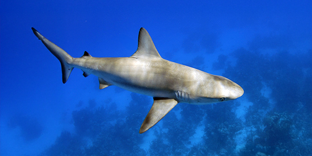 Shark swimming gracefully in clear blue ocean water with coral reef visible below. (C) Jillian Morris or Duncan Blake