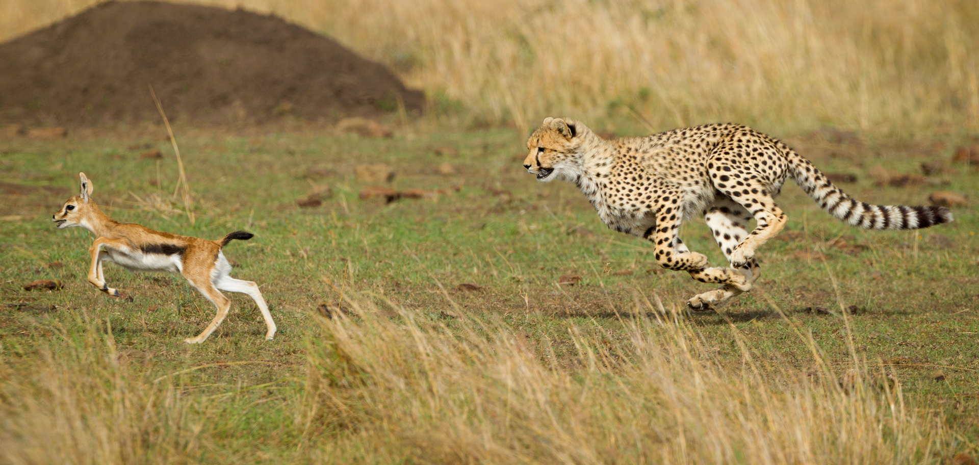 AdobeStock