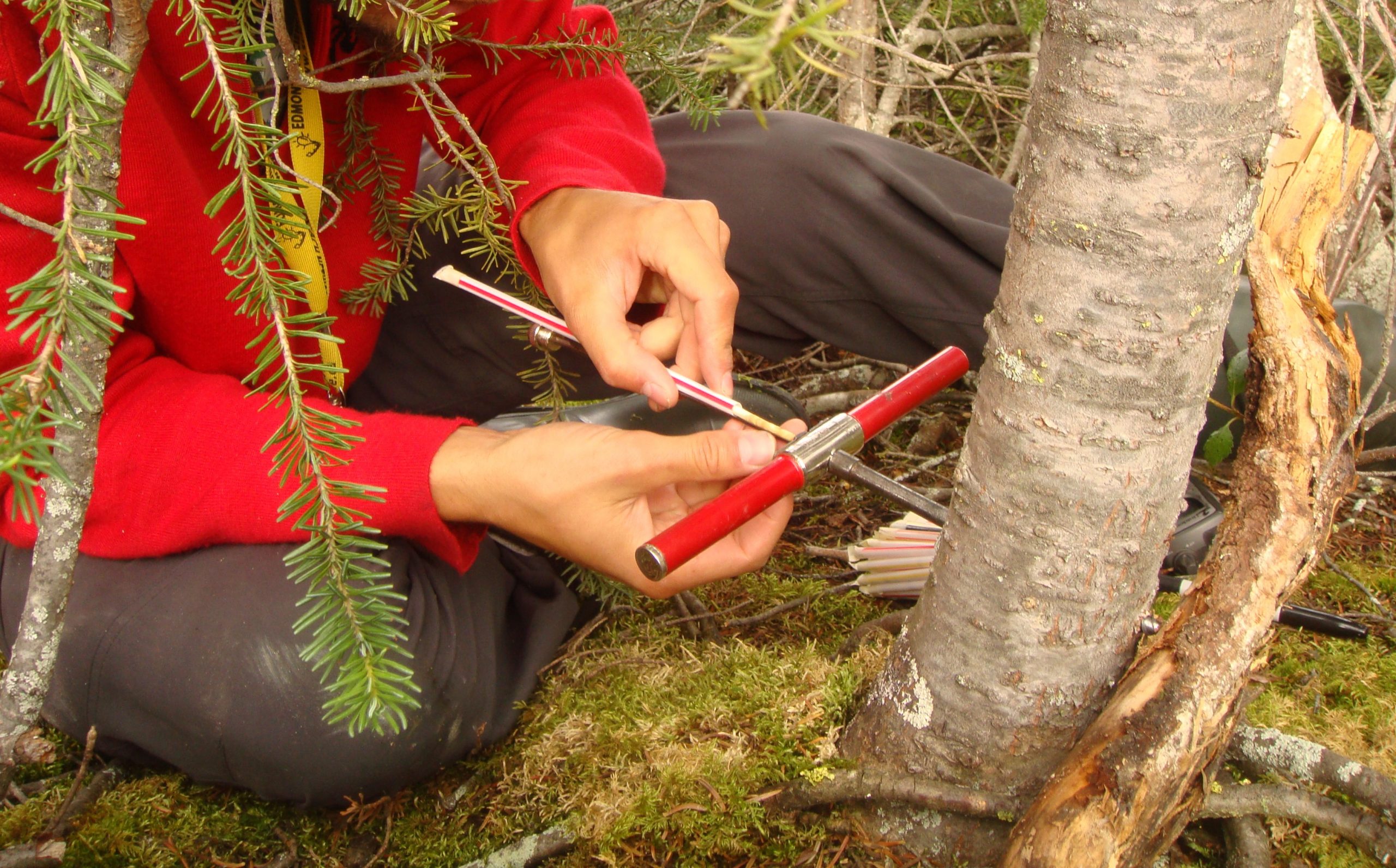 A volunteer coring a tree in the arctic