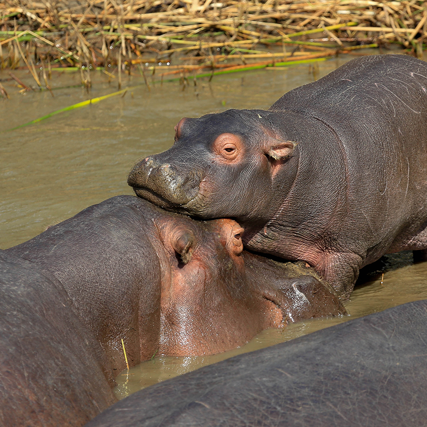 Hippopotamuses interacting in a river habitat during a wildlife conservation field expedition