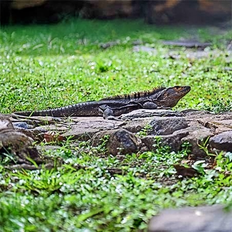 A black spiny-tailed iguana rests on sunlit rocks surrounded by green grass in a forest clearing. (C) Harvey Trop