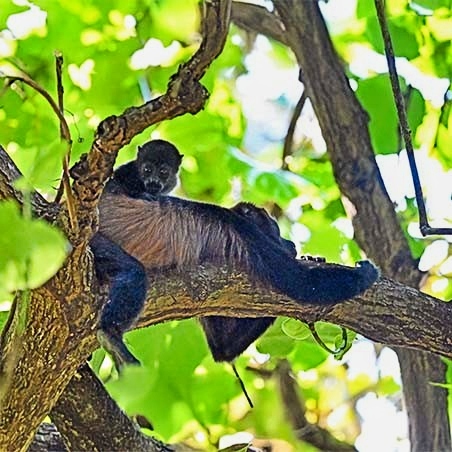 A black howler monkey lounges on a tree branch, partially hidden among vibrant green leaves. (C) Harvey Trop