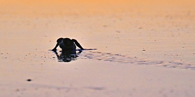 A lone sea turtle hatchling makes its way across the wet sand toward the ocean under a warm, golden sunset. (C) Harvey Trop