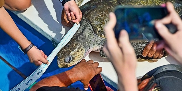 Researchers measure the shell of a sea turtle on a boat while another person captures the moment with a smartphone. (C) Harvey Trop