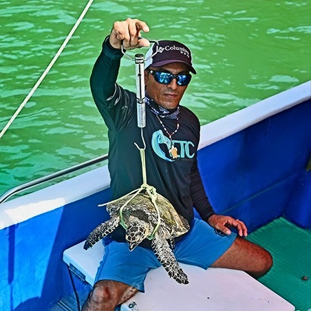 A researcher on a boat holds up a small sea turtle suspended from a scale for weighing, with green water in the background. (C) Harvey Trop