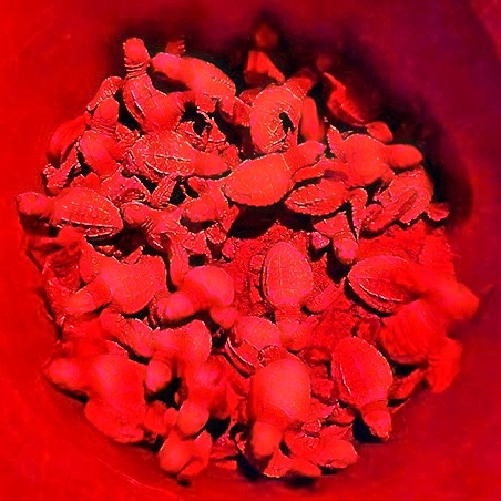 A bucket filled with dozens of red-lit baby sea turtles ready for release. (C) Harvey Trop