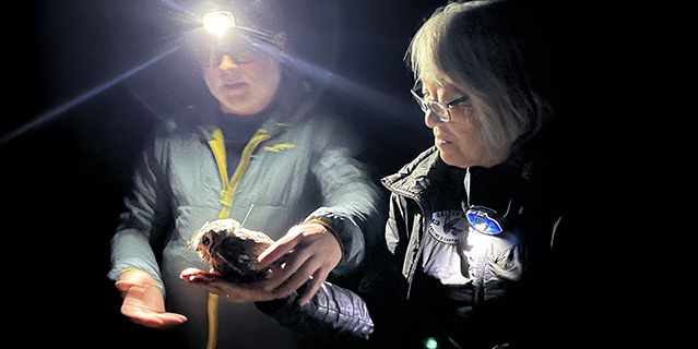 Dr. Dave Oleyar and an Earthwatch participant about to release a Whiskered Screech Owl who has been fitted with a geo recorder]