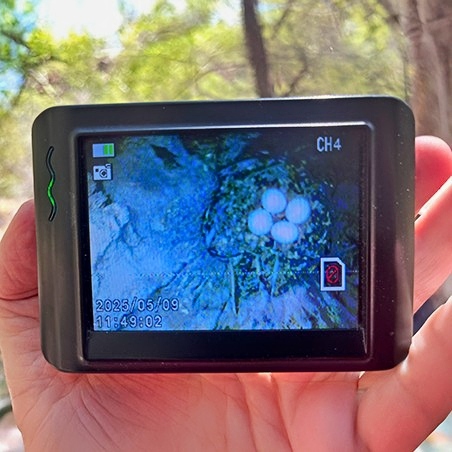View of nest with eggs, taken with nest camera