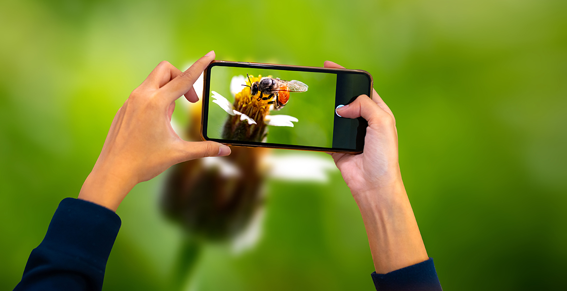 Map pollinator diversity in your neighborhood to combat global pollinator decline