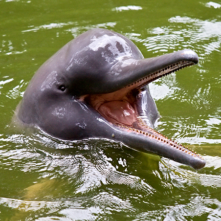 Close-up of an Amazon pink river dolphin surfacing with its mouth open Near Iquitos city. Peru. South America.