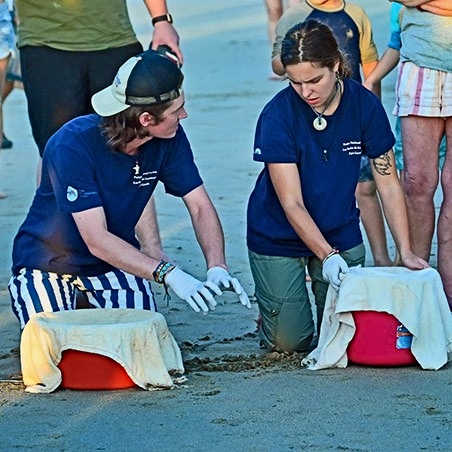 Two volunteers kneel on the beach with red containers covered by cloth, carefully preparing to release baby sea turtles as onlookers stand nearby. (C) Harvey Trop