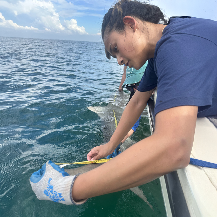 Earthwatch volunteer measuring a shark alongside researchers in Florida to collect data for marine conservation research. (C) Amy Miao
