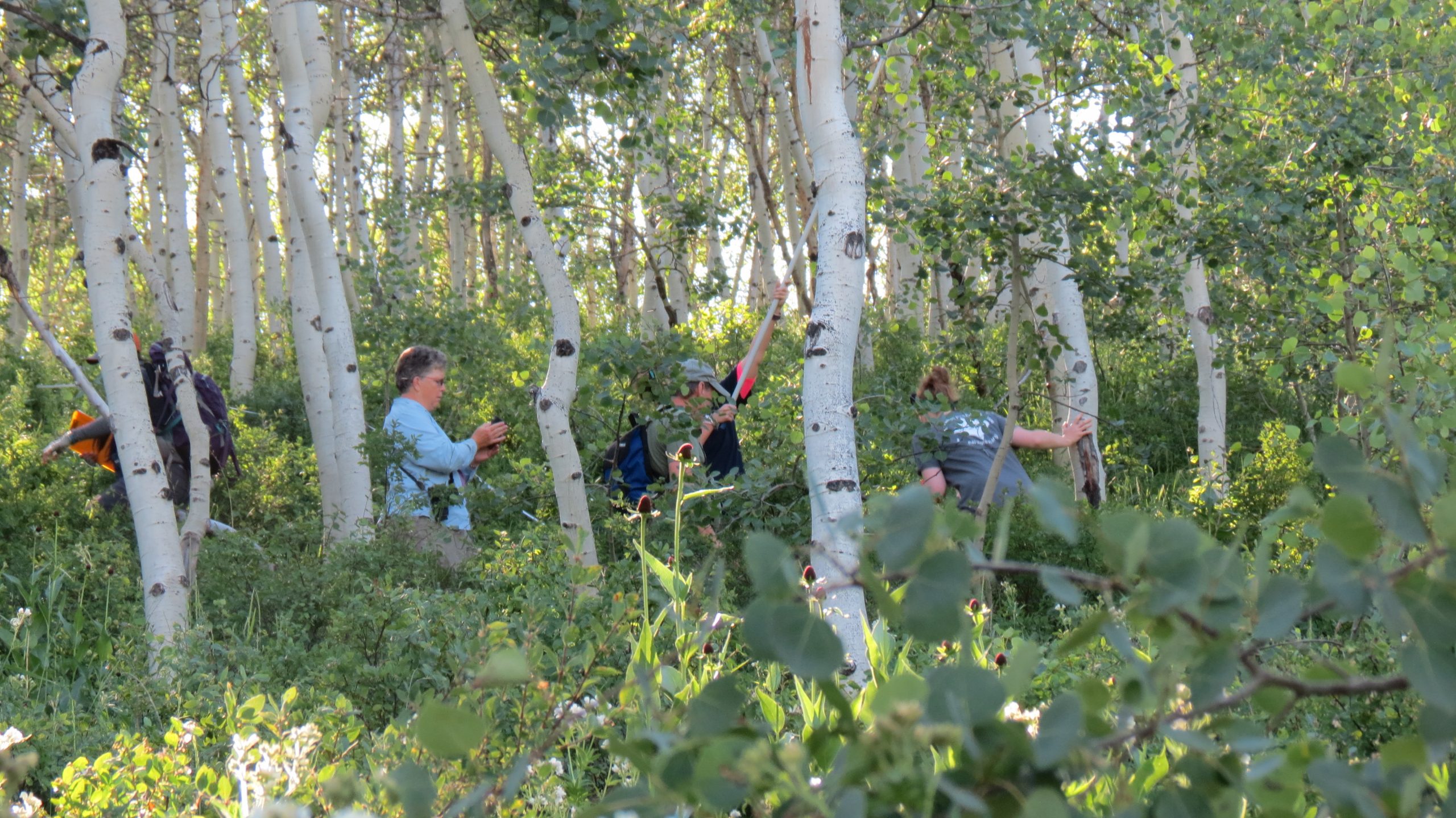 Earthwatch volunteers mapping tree cavities.