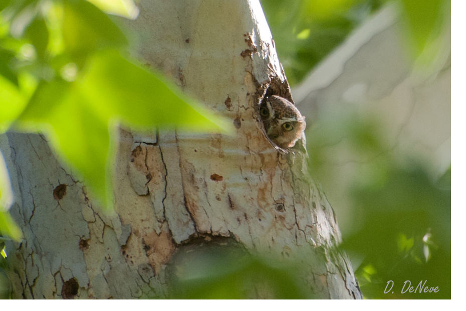 Elf Owl in a Tree Cavity