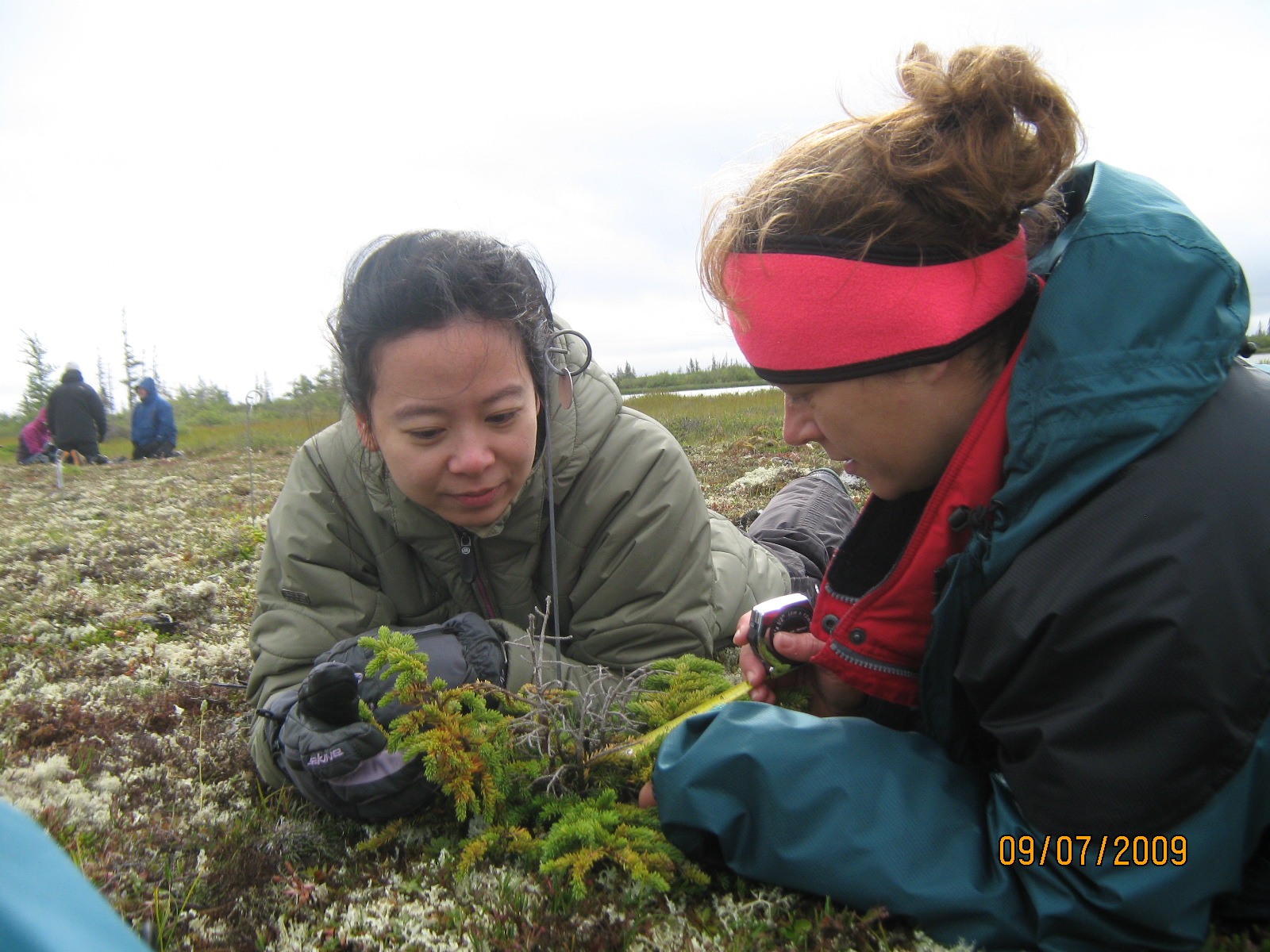 Volunteers examining vegetation