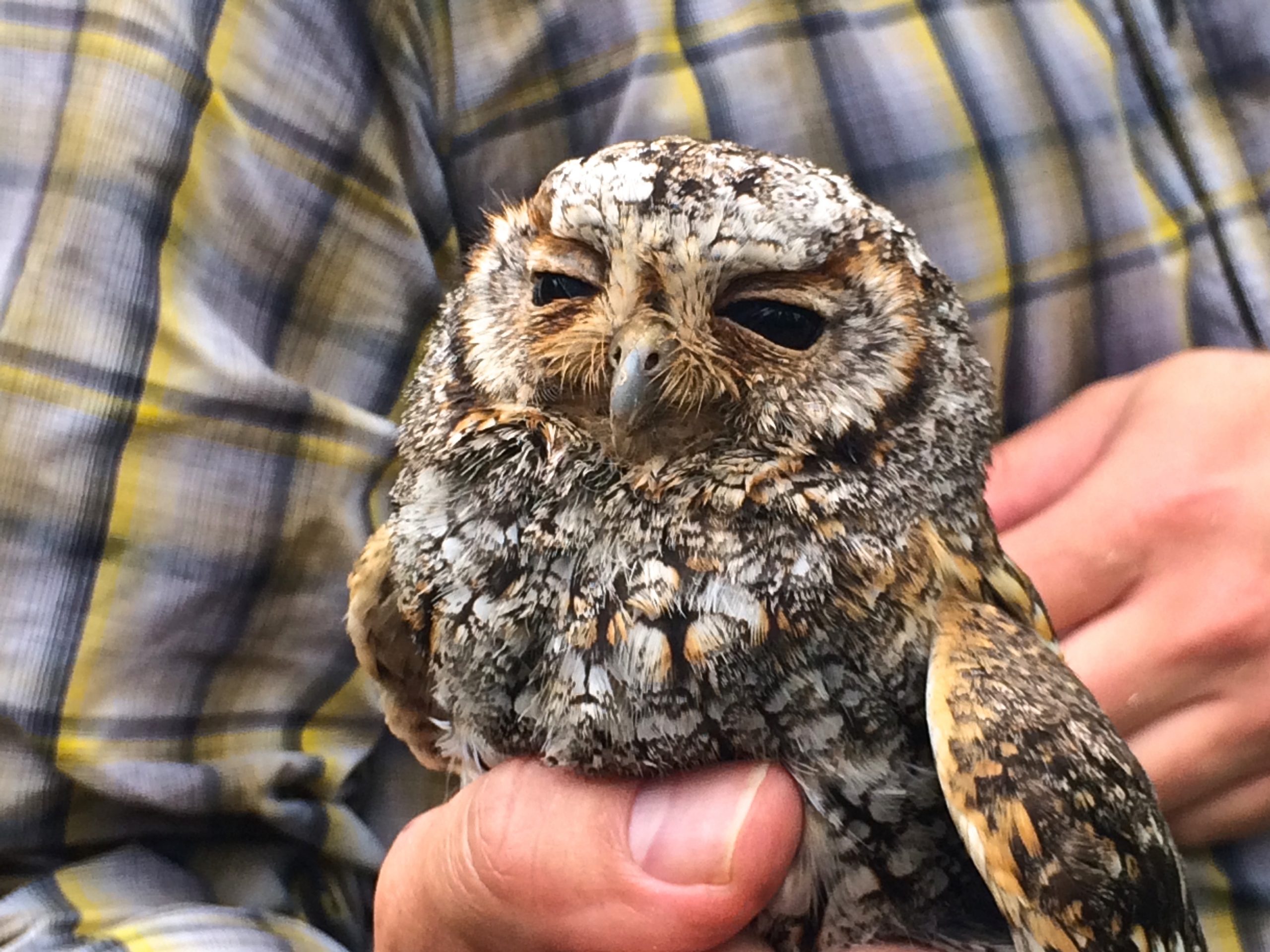 A forest owl in the western U.S. (credit Caroline Dunn)