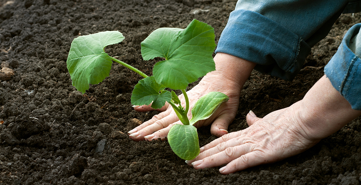 Make your outdoor space a safe haven for pollinators by planting native species