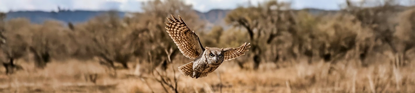 western screech owl flying in Portal, Arizona